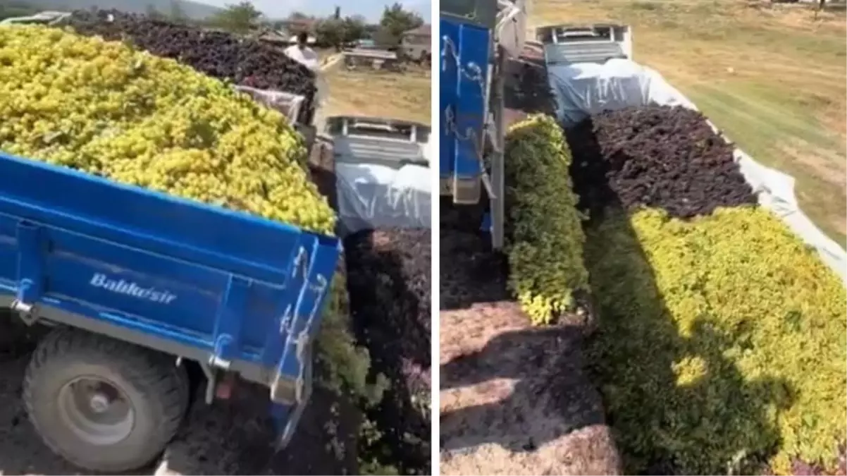 Üzüm üreticisi çektiği görüntüyle isyan etti: Bu sene çiftçilik hayatım bitmiştir