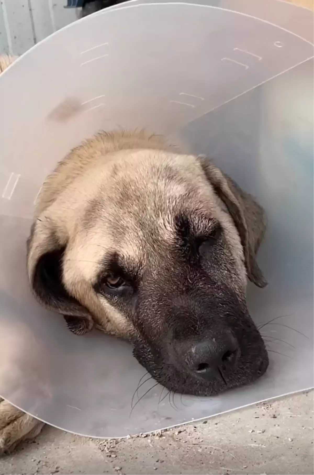 Sokak Köpeğine Şiddet Uygulayan Şahis Adli Kontrolle Serbest Bırakıldı